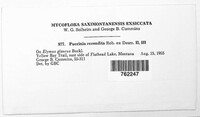 Puccinia recondita image